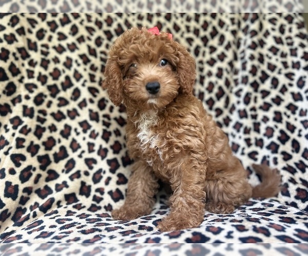 Medium Photo #1 Cavapoo Puppy For Sale in LAKELAND, FL, USA