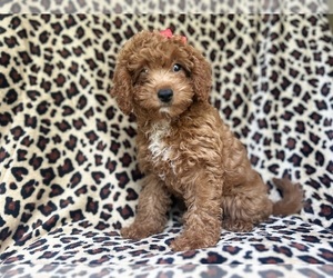 Cavapoo Puppy for sale in LAKELAND, FL, USA