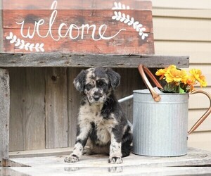 Labradoodle-Labrador Retriever Mix Puppy for sale in FREDERICKSBG, OH, USA