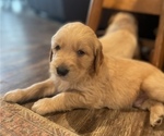 Small Photo #7 Goldendoodle Puppy For Sale in BIRCHWOOD, TN, USA
