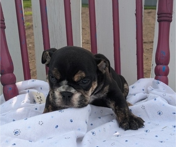 Medium Photo #4 English Bulldog Puppy For Sale in GOSHEN, IN, USA