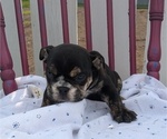 Small #3 English Bulldog