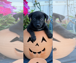 Small Labrador Retriever Mix