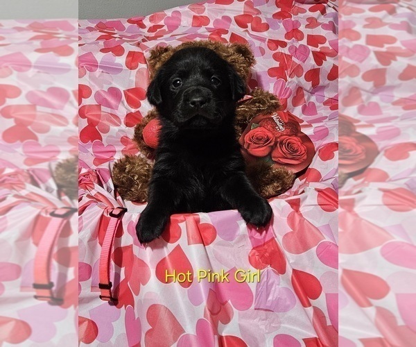 Medium Photo #1 Labrador Retriever Puppy For Sale in CARO, MI, USA