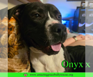Labrador Retriever-Unknown Mix Dogs for adoption in Pensacola, FL, USA