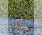 Small #6 Labrador Retriever-Staffordshire Bull Terrier Mix