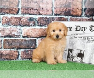 Goldendoodle Puppy for sale in BEL AIR, MD, USA