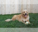 Small Photo #1 Golden Retriever Puppy For Sale in SPRING VALLEY, NY, USA