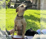 Small #3 Beagle Mix