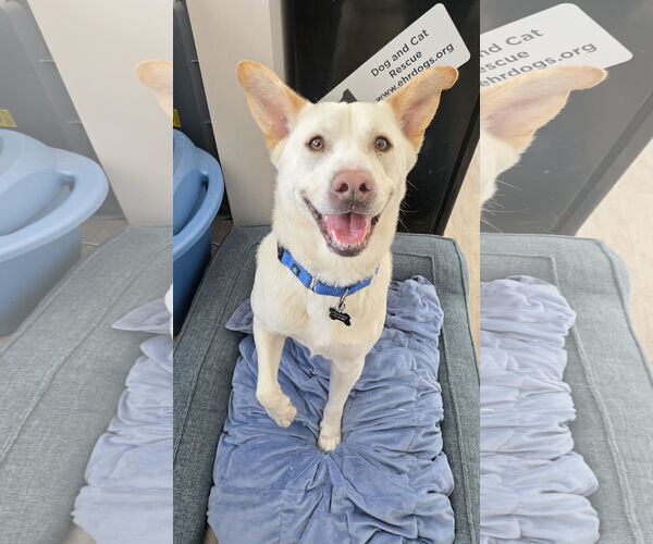 Medium Photo #6 Unknown-white german shepherd Mix Puppy For Sale in Rockaway, NJ, USA