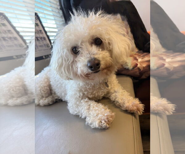 Medium Photo #2 Bichon Frise Puppy For Sale in Mission Viejo, CA, USA