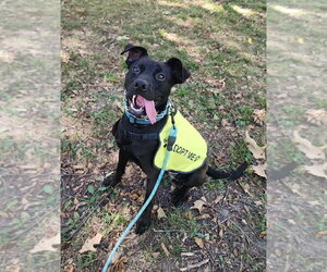 Morticia - Female Mutt Dog for Adoption - Photo #4