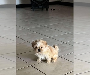 Maltipoo Puppy for sale in AUSTIN, TX, USA