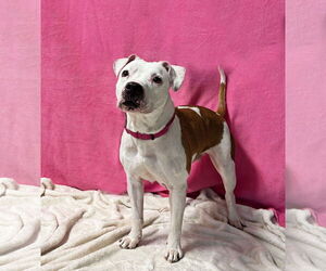 Angel - Female American Pit Bull Terrier-Unknown Mix Dog for Adoption - Photo #2