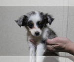 Small Photo #5 Australian Shepherd-Poodle (Toy) Mix Puppy For Sale in SPENCER, TN, USA