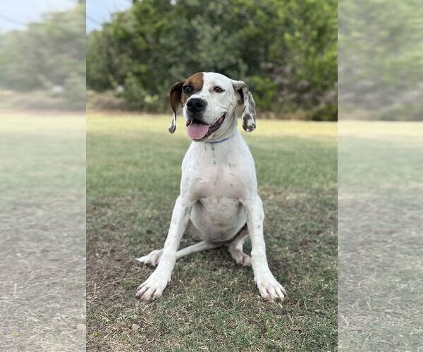 Medium Photo #7 Boxer-Unknown Mix Puppy For Sale in PIPE CREEK, TX, USA