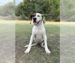Small #6 Boxer Mix