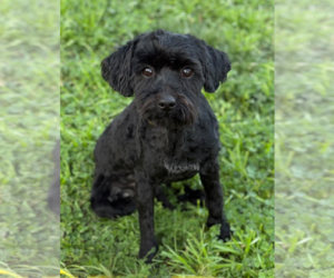 Poodle (Toy) Dogs for adoption in Menifee, CA, USA