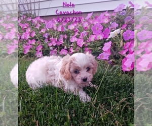Cavachon Puppy for Sale in TOPEKA, Indiana USA