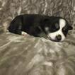 Small Photo #2 Siberian Husky Puppy For Sale in WORTHINGTON, PA, USA