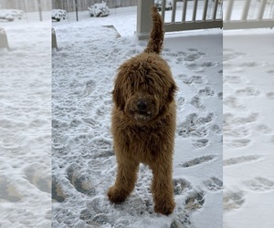 Goldendoodle Puppy for sale in PARKER, CO, USA