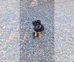 Puppy Puppy 2 German Shepherd Dog