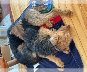 Airedale Terrier Puppy for sale in FALMOUTH, ME, USA