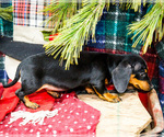 Small Photo #39 Dachshund Puppy For Sale in WAKARUSA, IN, USA