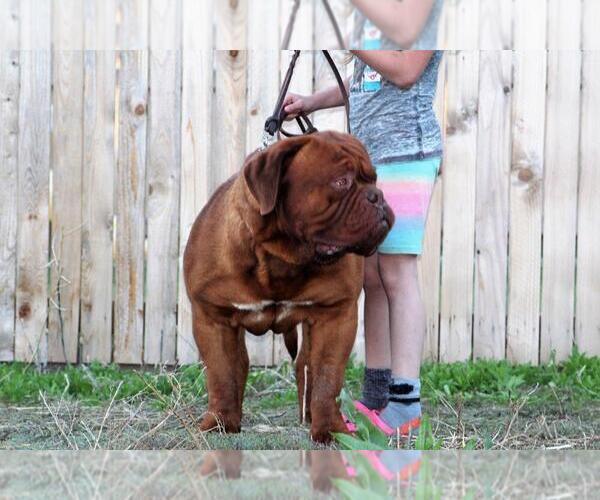 Medium Photo #3 Dogue de Bordeaux Puppy For Sale in VERNAL, UT, USA