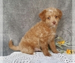 Small Photo #3 Miniature Labradoodle Puppy For Sale in FREDERICKSBG, OH, USA