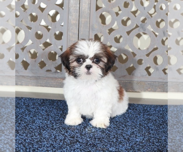Medium Photo #3 Shih Tzu Puppy For Sale in MOUNT VERNON, OH, USA