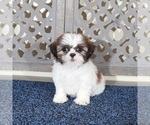 Small #2 Shih Tzu