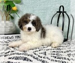 Small #4 Miniature Bernedoodle