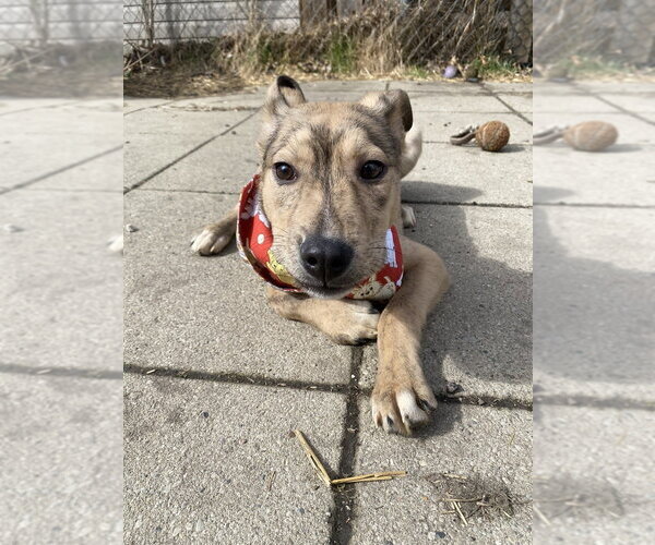 Medium Photo #1 Mutt Puppy For Sale in Springdale, PA, USA