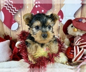 Yorkshire Terrier Puppy for Sale in CASSVILLE, Missouri USA