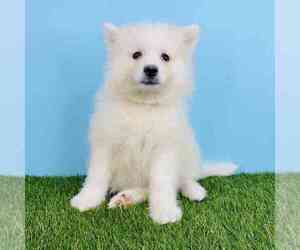 Samoyed Puppy for sale in CRENSHAW, CA, USA