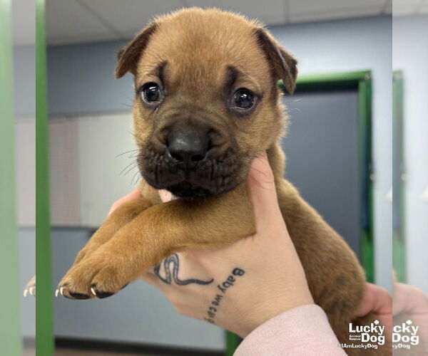 Medium Photo #1 Labrador Retriever-Unknown Mix Puppy For Sale in Washington, DC, USA