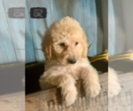 Small Photo #4 Labradoodle Puppy For Sale in PAW PAW, MI, USA