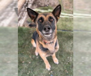 Brownie - Female German Shepherd Dog-Unknown Mix Dog for Adoption - Photo #4