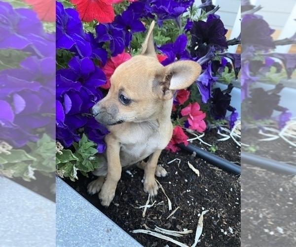 View Ad Chihuahua Litter of Puppies for Sale near