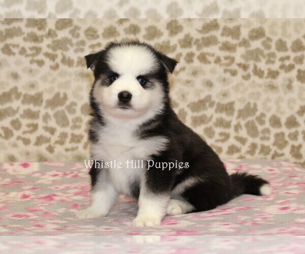 Medium Photo #3 Pomsky Puppy For Sale in DENVER, PA, USA