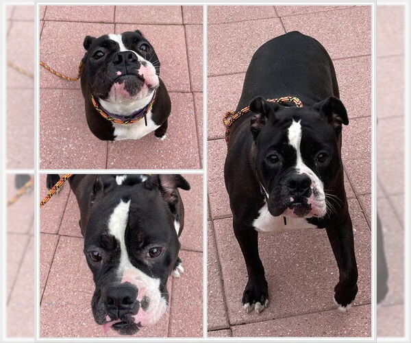Medium Photo #3  Puppy For Sale in , 
