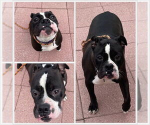 Bull-Pei Dogs for adoption in Westminster, MD, USA