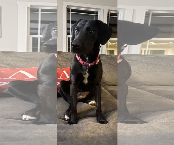 Medium Photo #3 Labrador Retriever-Unknown Mix Puppy For Sale in Mount Pleasant, SC, USA