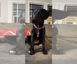 Small #2 Labrador Retriever Mix