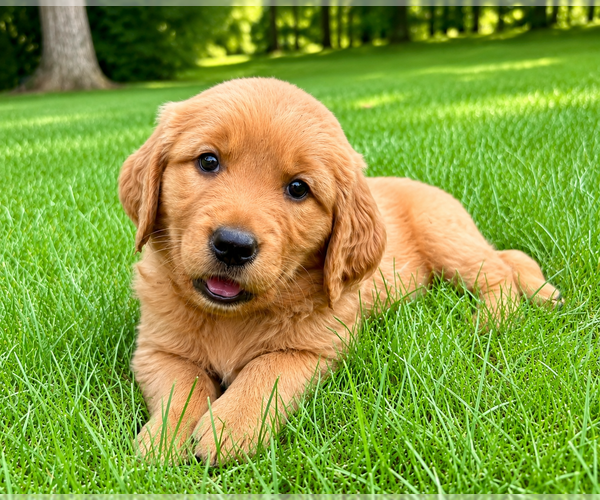 Medium Photo #7 Golden Retriever Puppy For Sale in FAIR HAVEN, MI, USA