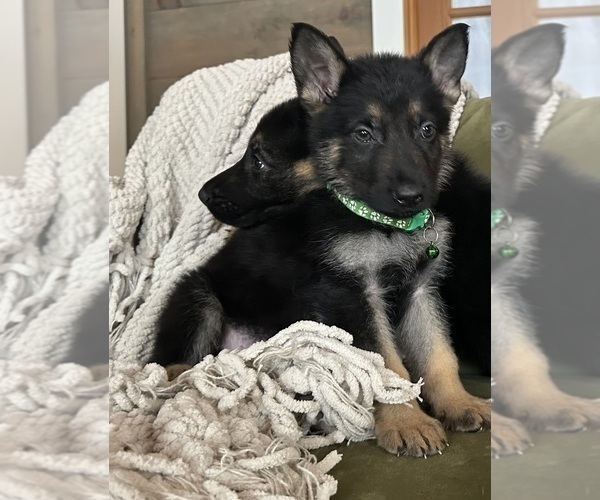 Medium Photo #6 German Shepherd Dog Puppy For Sale in PERKINSVILLE, VT, USA