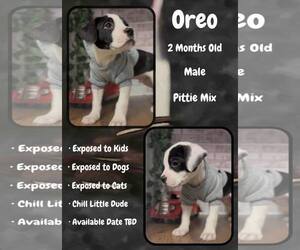 Mutt Dogs for adoption in Jacksonville, NC, USA