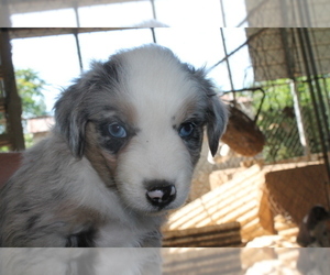 Australian Shepherd Puppy for sale in LEXINGTON, AL, USA