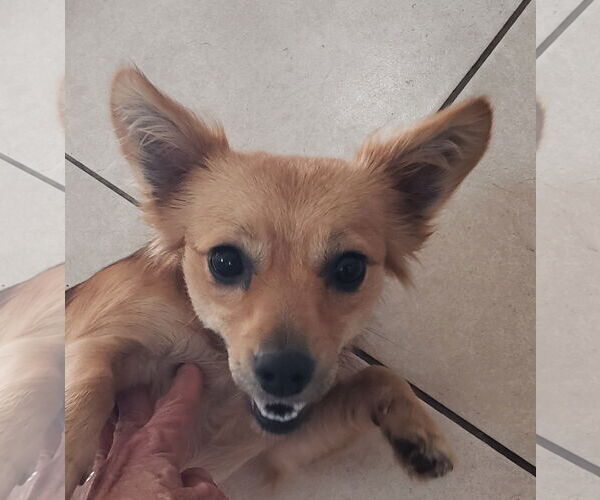 Medium Photo #2 Chiweenie Puppy For Sale in HOUSTON, TX, USA